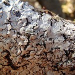 Parmelina coleae