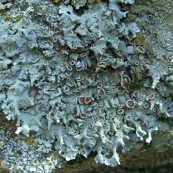 Parmelina coleae