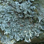 Parmelina coleae