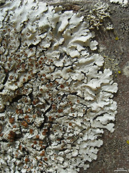 Parmelina coleae