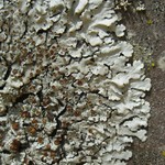 Parmelina coleae