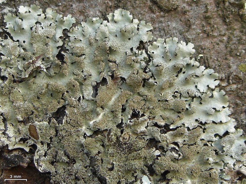 Parmelinopsis horrescens