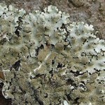 Parmelinopsis horrescens