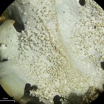 Parmelinopsis minarum