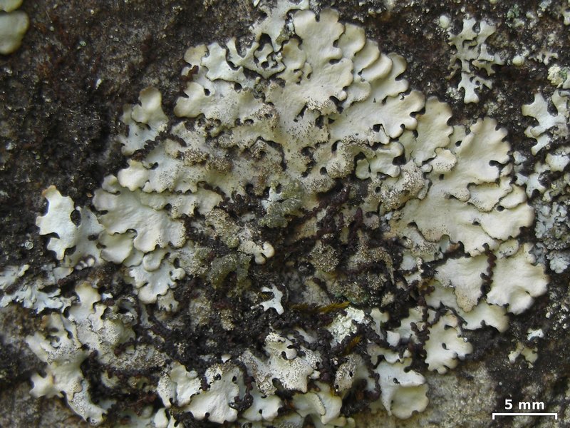 Parmelinopsis minarum