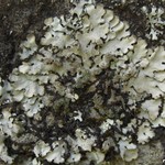 Parmelinopsis minarum