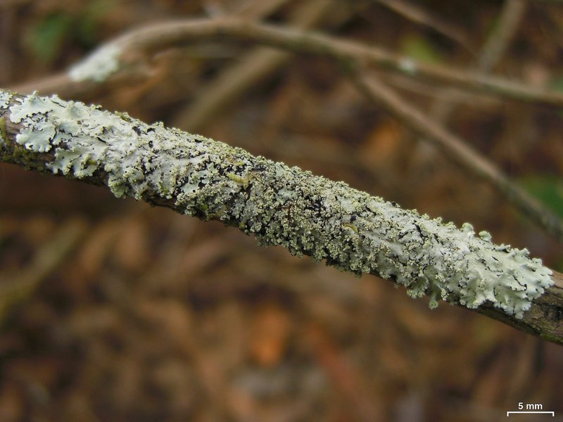 Parmelinopsis spumosa
