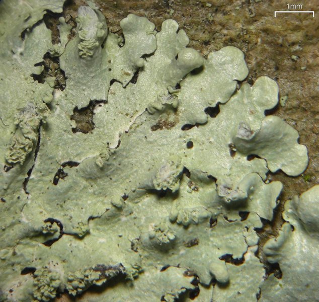 Parmelinopsis spumosa