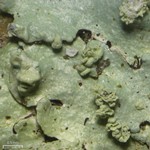 Parmelinopsis spumosa
