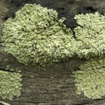 Parmeliopsis ambigua