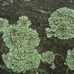 Parmeliopsis ambigua