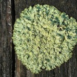 Parmeliopsis ambigua