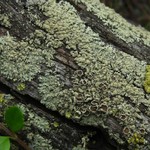 Parmeliopsis ambigua