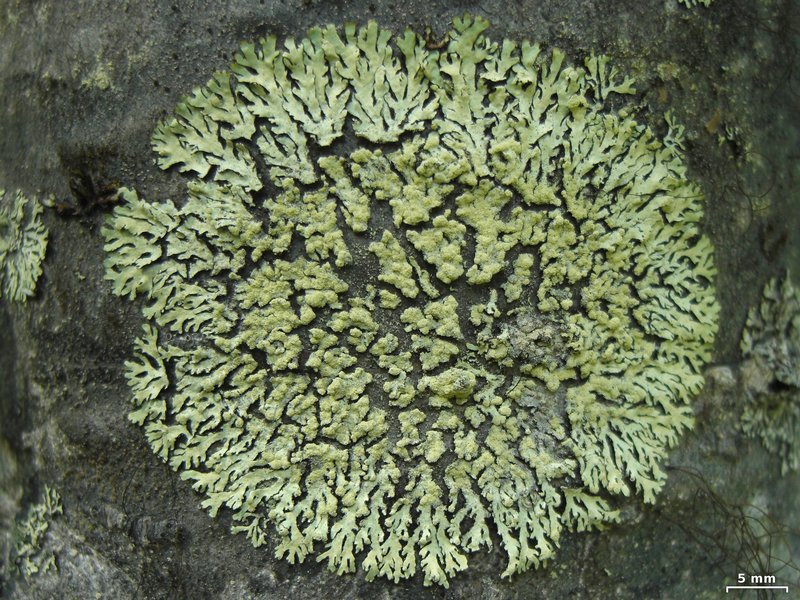 Parmeliopsis ambigua