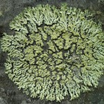 Parmeliopsis ambigua