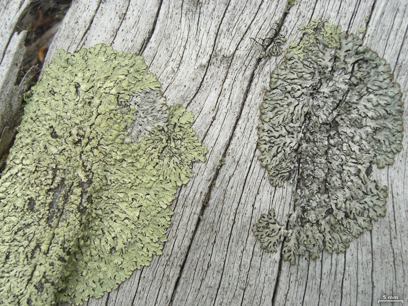 Parmeliopsis ambigua