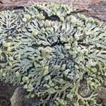 Parmeliopsis capitata
