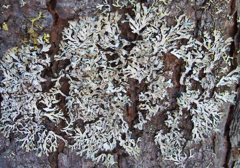 Parmeliopsis hyperopta