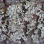 Parmeliopsis hyperopta
