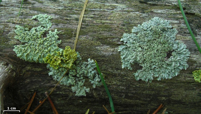 Parmeliopsis hyperopta