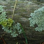 Parmeliopsis hyperopta