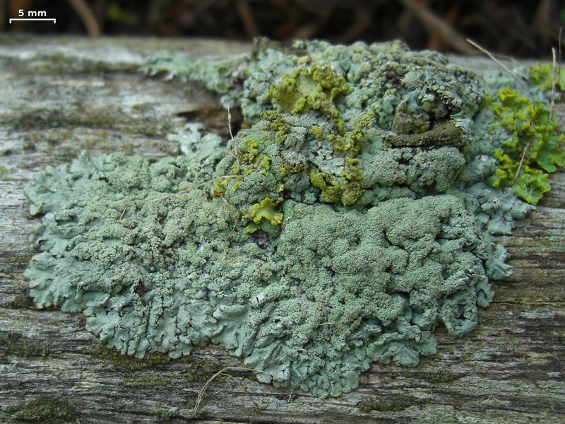 Parmeliopsis hyperopta