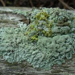 Parmeliopsis hyperopta