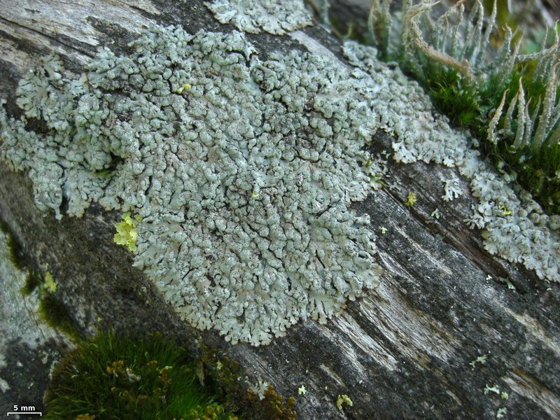Parmeliopsis hyperopta