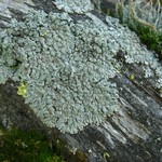 Parmeliopsis hyperopta