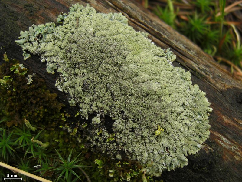 Parmeliopsis hyperopta