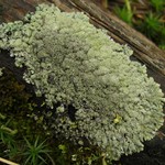 Parmeliopsis hyperopta