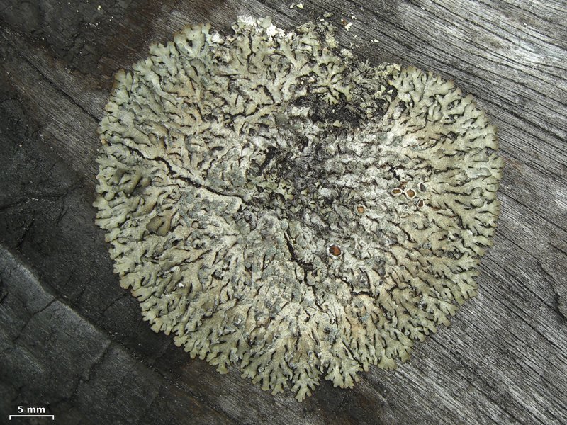 Parmeliopsis hyperopta