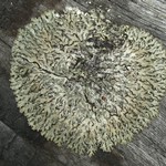 Parmeliopsis hyperopta