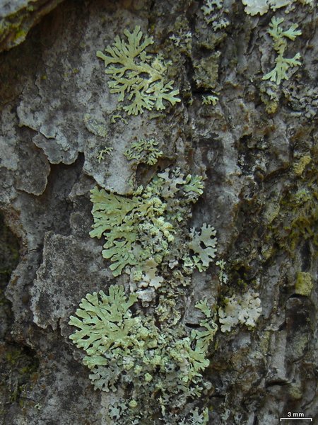 Parmeliopsis subambigua