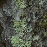 Parmeliopsis subambigua