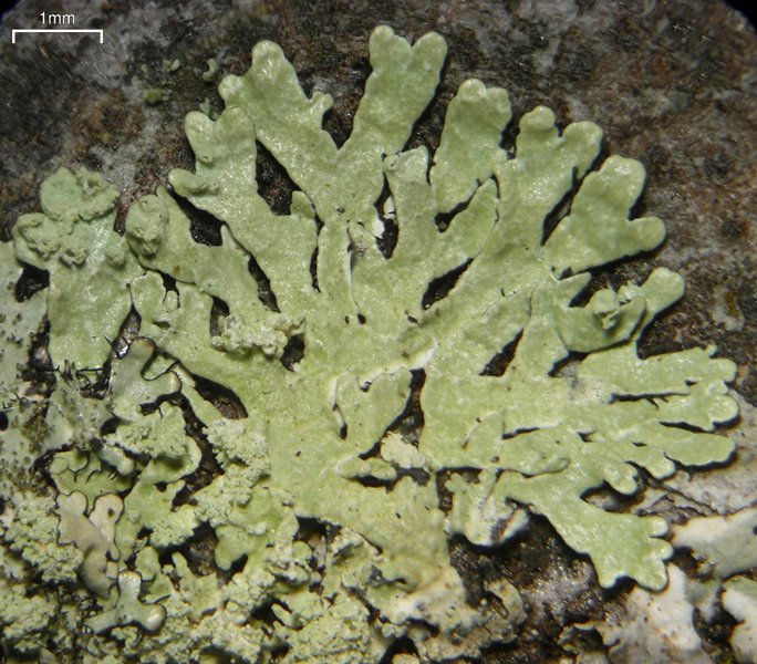 Parmeliopsis subambigua