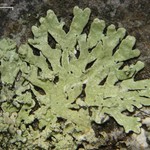 Parmeliopsis subambigua