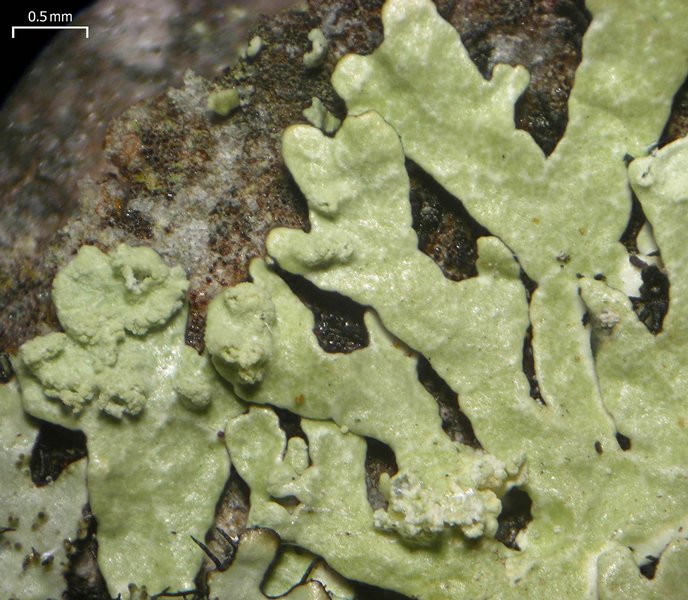 Parmeliopsis subambigua