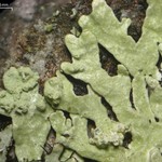 Parmeliopsis subambigua