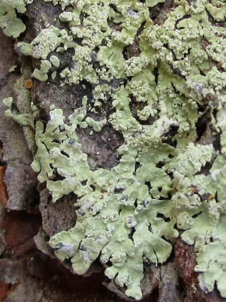 Parmeliopsis subambigua