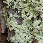 Parmeliopsis subambigua