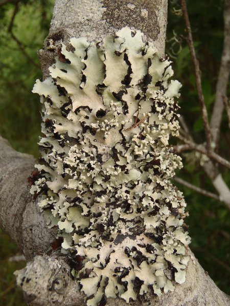 Parmotrema arnoldii