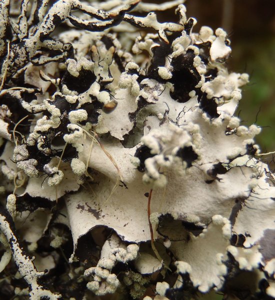 Parmotrema arnoldii