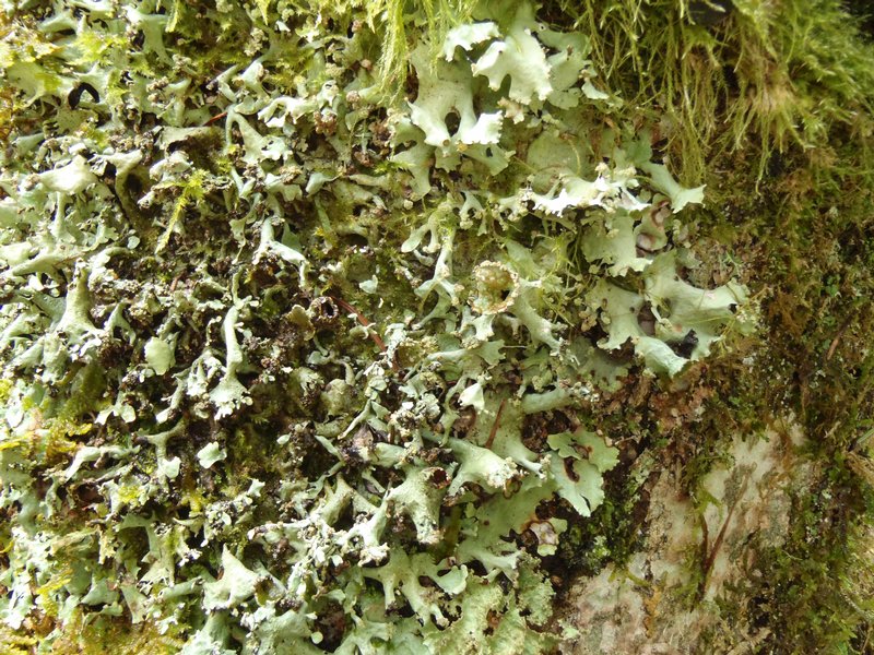 Parmotrema arnoldii