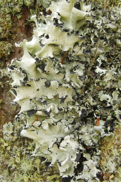 Parmotrema arnoldii