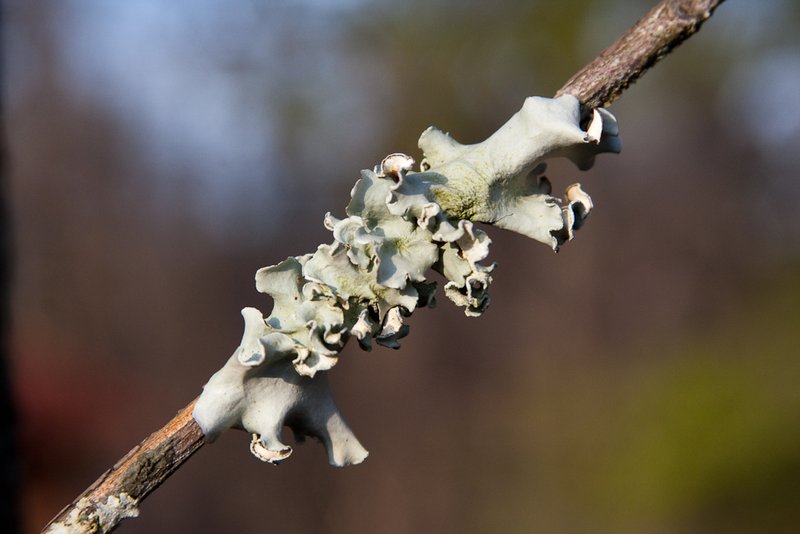 Parmotrema austrosinense