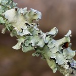 Parmotrema austrosinense