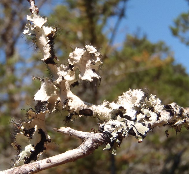 Parmotrema crinitum