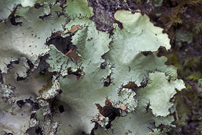Parmotrema crinitum