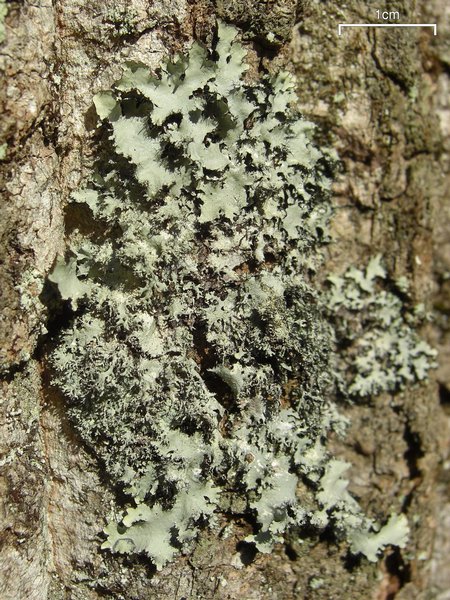 Parmotrema crinitum